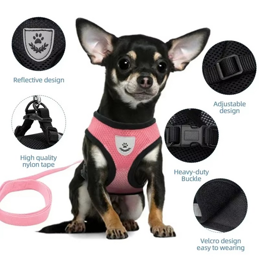 Puppy's Harness and Leash