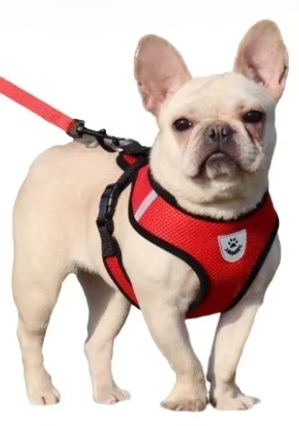 Puppy's Harness and Leash